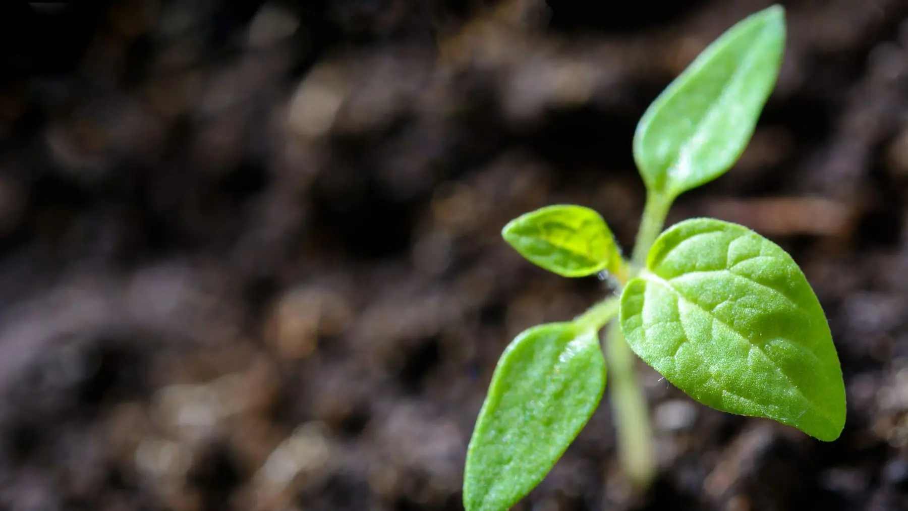 A young green seedling growing out of dark soil